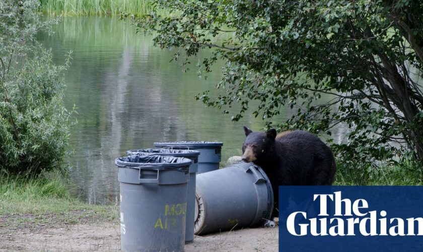 California bears make themselves at home as humans build closer to nature