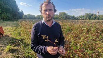 « C’est un cataclysme » : après les récoltes désastreuses, les agriculteurs d’Île-de-France sont KO