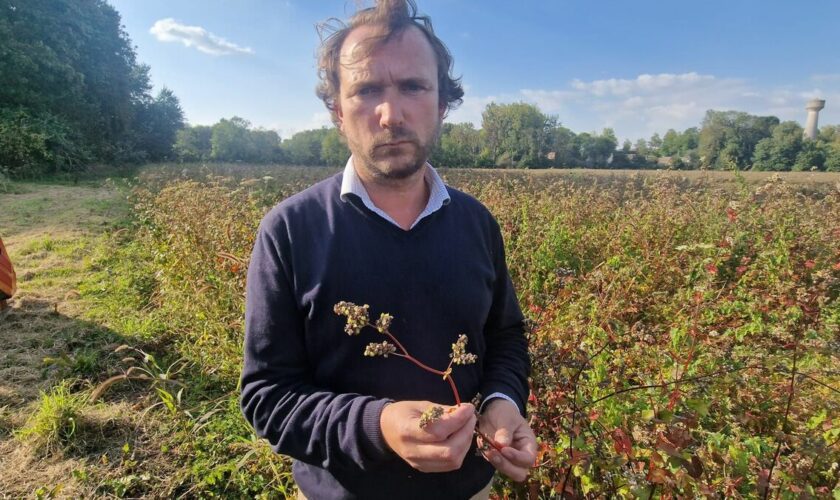 « C’est un cataclysme » : après les récoltes désastreuses, les agriculteurs d’Île-de-France sont KO