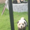 Chine : un zoo présentait des chiens peints comme des pandas