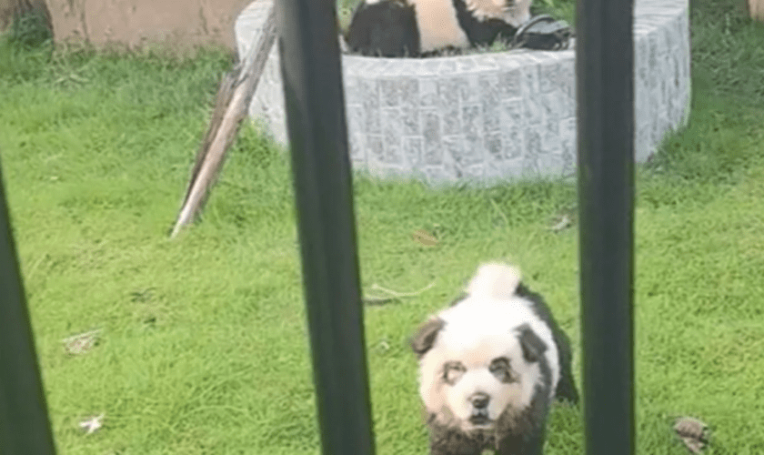 Chine : un zoo présentait des chiens peints comme des pandas