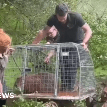 Cinnamon the capybara captured in pond