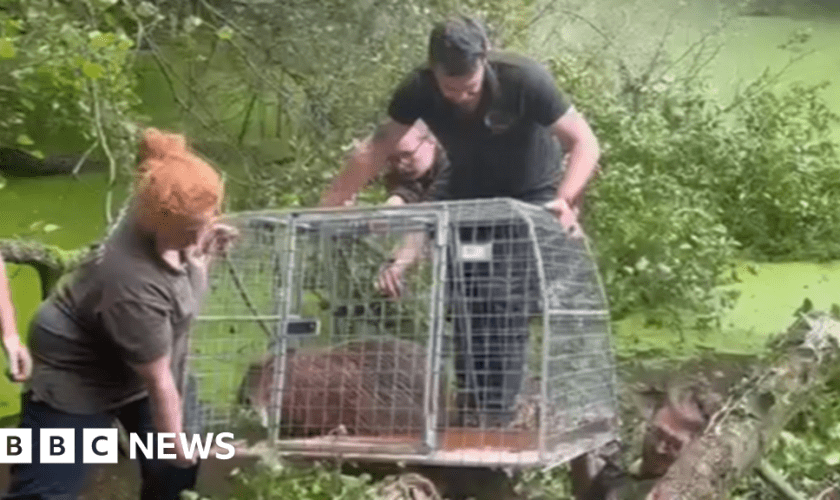 Cinnamon the capybara captured in pond