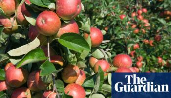 Dozens of children and adults injured in Wisconsin apple-orchard wagon accident