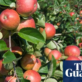 Dozens of children and adults injured in Wisconsin apple-orchard wagon accident