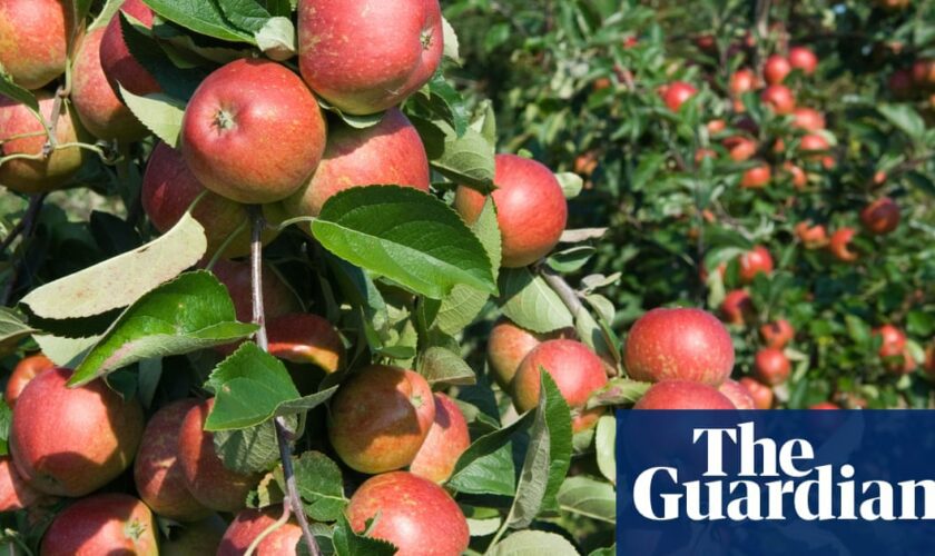 Dozens of children and adults injured in Wisconsin apple-orchard wagon accident