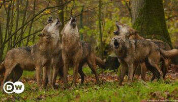 EU votes to lower protections for wolves