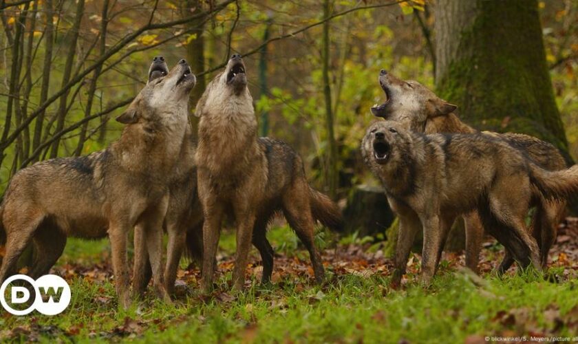 EU votes to lower protections for wolves