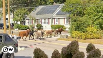 Eight bulls captured after escape from Massachusetts rodeo