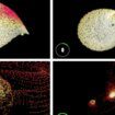 El paso cercano de una estrella alienígena tuvo la culpa de las anomalías de nuestro Sistema Solar