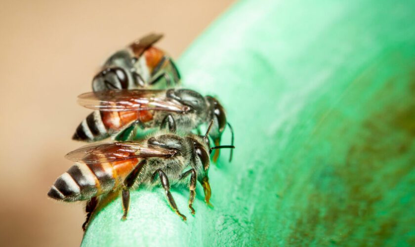 Environnement : pourquoi l’abeille naine rouge fait trembler l’Europe