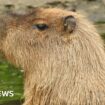 Escaped capybara Cinnamon 'fled after being startled by mower'