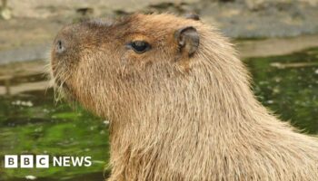 Escaped capybara Cinnamon 'fled after being startled by mower'