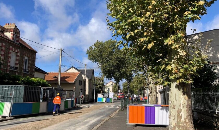 Essonne : les platanes centenaires de Marolles-en-Hurepoix sacrifiés pour des travaux d’assainissement ?