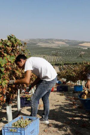 Fin de la vendimia en Montilla-Moriles: cosecha corta, de calidad excelente y precios un poco más altos