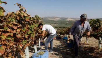 Fin de la vendimia en Montilla-Moriles: cosecha corta, de calidad excelente y precios un poco más altos