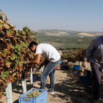 Fin de la vendimia en Montilla-Moriles: cosecha corta, de calidad excelente y precios un poco más altos