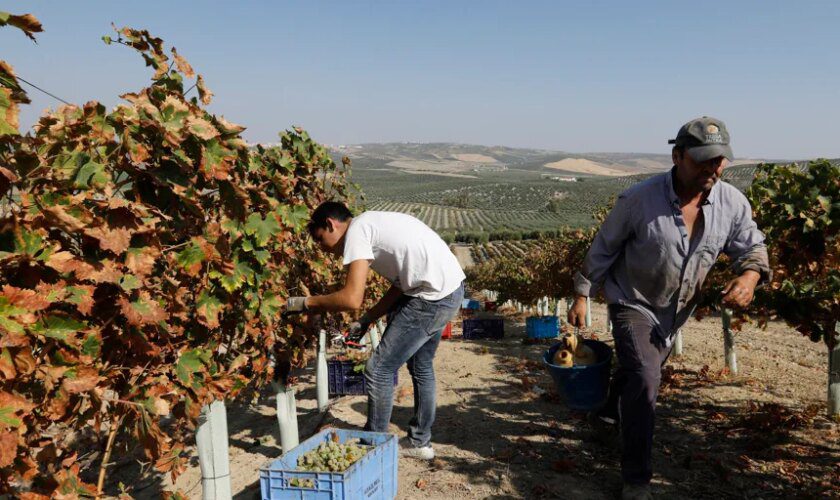 Fin de la vendimia en Montilla-Moriles: cosecha corta, de calidad excelente y precios un poco más altos