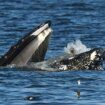 Fotografían a una ballena jorobada engullendo accidentalmente a una foca en EEUU