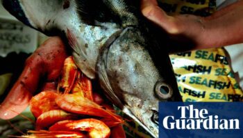 Garden hake and ‘poet’ John Dory: our ignorance about fish is off the scale