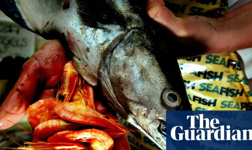 Garden hake and ‘poet’ John Dory: our ignorance about fish is off the scale