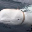 Hallan muerta a la "ballena blanca espía" Hvaldimir en Noruega