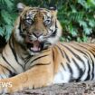 Handler attacked by tiger at Australian theme park