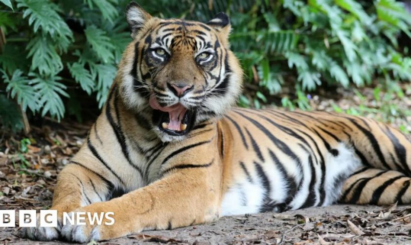 Handler attacked by tiger at Australian theme park