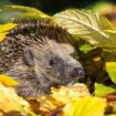 Hedgehogs threatened by robot mowers, German activists warn