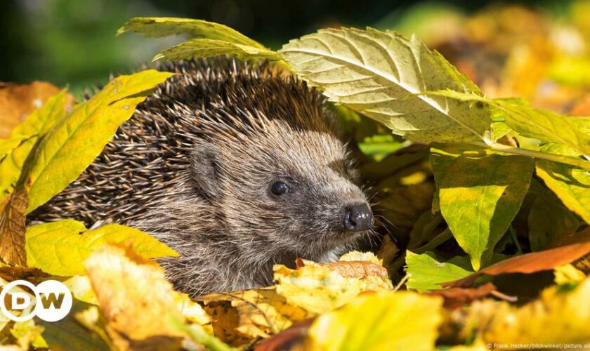 Hedgehogs threatened by robot mowers, German activists warn