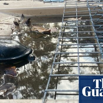 How Australian conservationists’ tunnel vision lets turtles swim to freedom