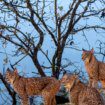 IA para mejorar la detección de animales en zonas aisladas