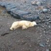 Iceland: Police shoot 1st polar bear sighted in years