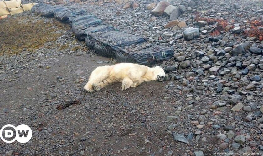 Iceland: Police shoot 1st polar bear sighted in years