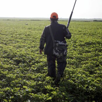 « Il faudra lever le pied » : dans l’Oise, le petit gibier échappe à l’ouverture de la chasse