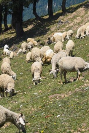 L'État doit «changer radicalement de méthode» sur les maladies animales, plaide la Confédération paysanne