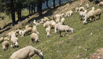 L'État doit «changer radicalement de méthode» sur les maladies animales, plaide la Confédération paysanne