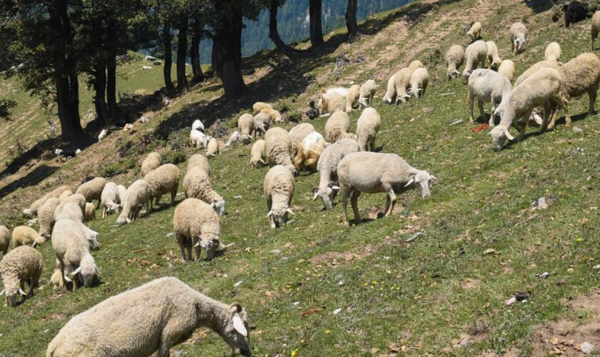 L'État doit «changer radicalement de méthode» sur les maladies animales, plaide la Confédération paysanne