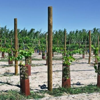 « La plus grande collection du monde » : au Domaine de Vassal, on veille sur les vignes d’hier… et de demain