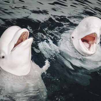 Las dos belugas ucranianas refugiadas en Valencia que 'hablan' como delfines