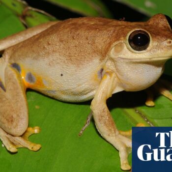 Laughing frog and David Attenborough worm among 750 new species recognised in Australia