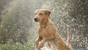 Los destinos españoles más dogfriendly