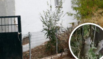 Los vecinos de Puente de Vallecas denuncian una plaga de ratas: «Se cuelan en nuestras casas»