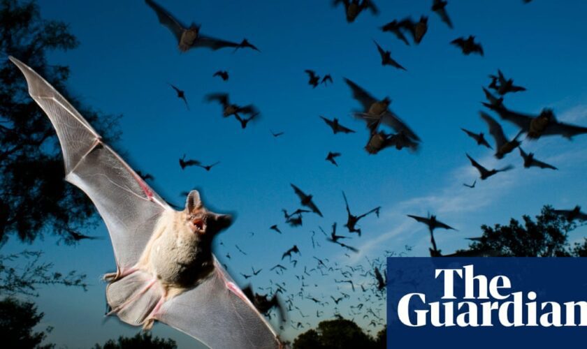 Loss of bats to lethal fungus linked to 1,300 child deaths in US, study says