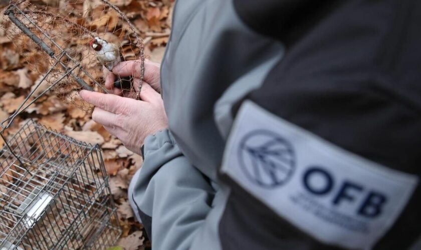 Lutte contre les atteintes à la biodiversité au tribunal de Nanterre : prison avec sursis pour un trafic de chardonnerets