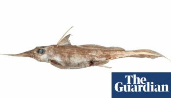 New ghost shark species with unusually long nose discovered in deep seas off New Zealand