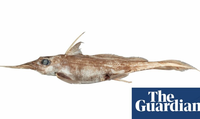 New ghost shark species with unusually long nose discovered in deep seas off New Zealand