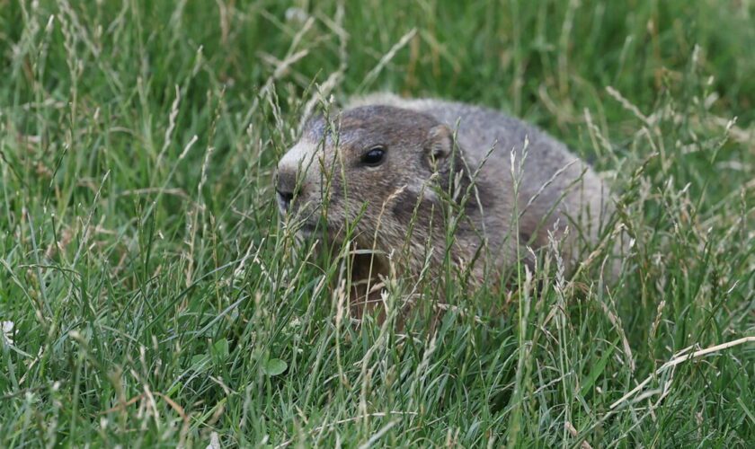 « Notre but n’est pas de les exterminer… » : pourquoi chasse-t-on toujours la marmotte ?