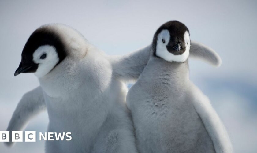 Penguin chicks miraculously survive tearaway iceberg