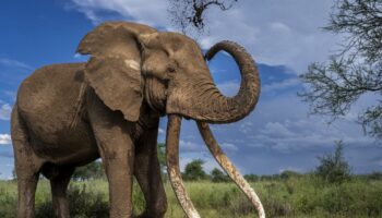 Protégé au Kenya mais chassé en Tanzanie: la vie sur le fil de Craig, l'un des derniers grands tuskers du Rift